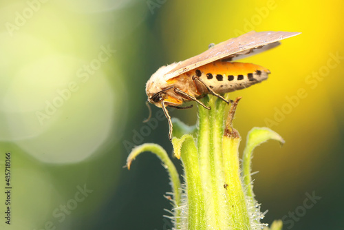 A milkweed tussock moth perched on a wildflower. This insect has the scientific name Euchaetes egle. 