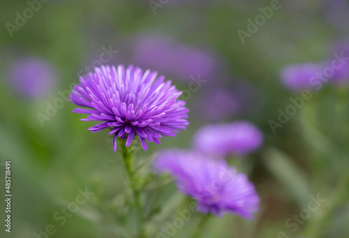 Close-up of purple Aster flowers are blooming with natural soft sunlight in the garden on blurred background.