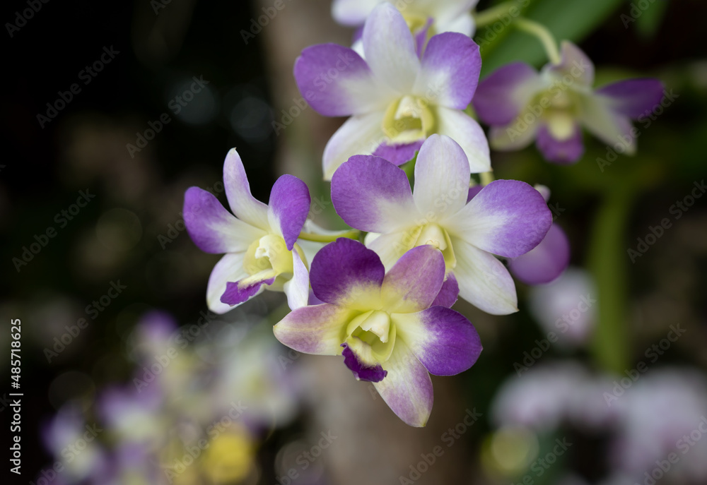Close-up of Dendrobium orchid, a bouquet of purple-white flowers blooming in the soft morning sunlight with bokeh for background. Close-up of Dendrobium orchid, a bouquet of purple-white flowers blooming in the soft morning sunlight with bokeh for background.