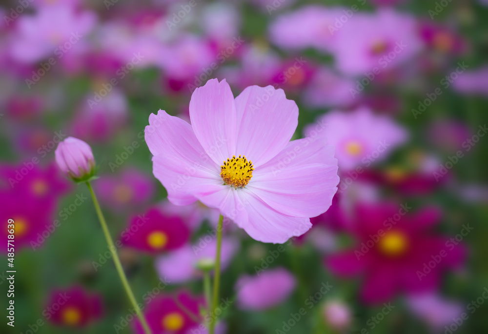 Close-up of Cosmos sulphureus, soft pink cosmos flowers blooming in the garden with blurred background. Close-up of Cosmos sulphureus, soft pink cosmos flowers blooming in the garden with blurred background.