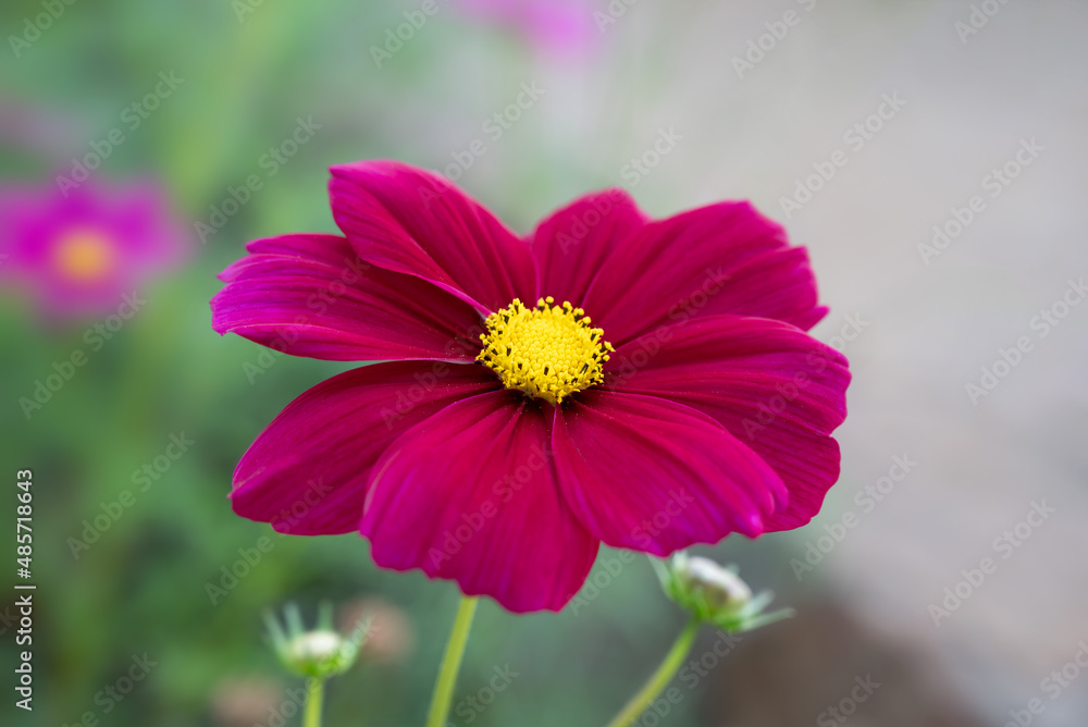 Close-up of Cosmos sulphureus, vibrant pink cosmos flowers blooming in the garden with soft light for the background. Close-up of Cosmos sulphureus, vibrant pink cosmos flowers blooming in the garden with soft light for the background.