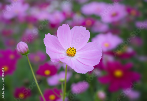 Close-up of Cosmos sulphureus  soft pink cosmos flowers blooming in the garden with blurred background.