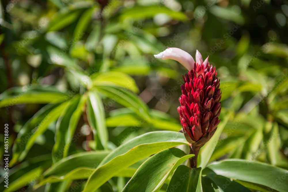 Red Ginger (aka Ostrich Plume, Alpinia purpurata), Andasibe, Alaotra-Mangoro Region, Eastern Madagascar Red Ginger (aka Ostrich Plume, Alpinia purpurata), Andasibe, Alaotra-Mangoro Region, Eastern Madagascar