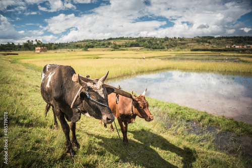 Zebu Cattle in rice paddy fields on RN7 (Route Nationale 7) near Ambatolampy in the Central Highlands of Madagascar