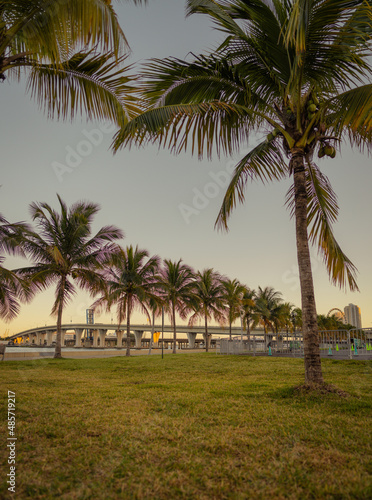 palm trees miami bridge tropical views city downtown sun sunset 
