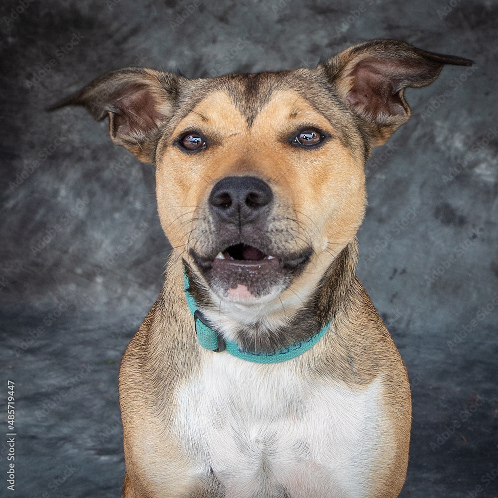 A mixed breed male dog light brown and white in colour.