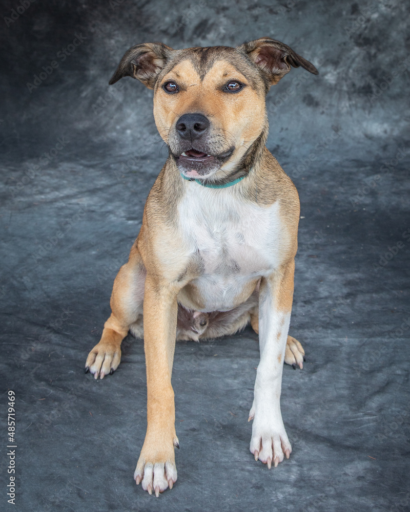 A mixed breed male dog light brown and white in colour.