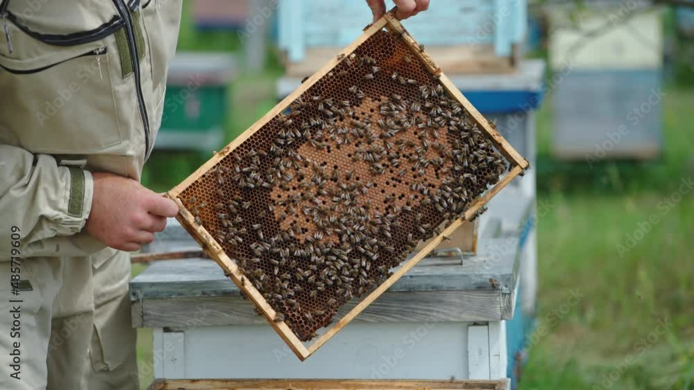 Beekeeper specialist working with wooden frames. Professional job with beehives. Beekeeper specialist working with wooden frames. Professional job with beehives.