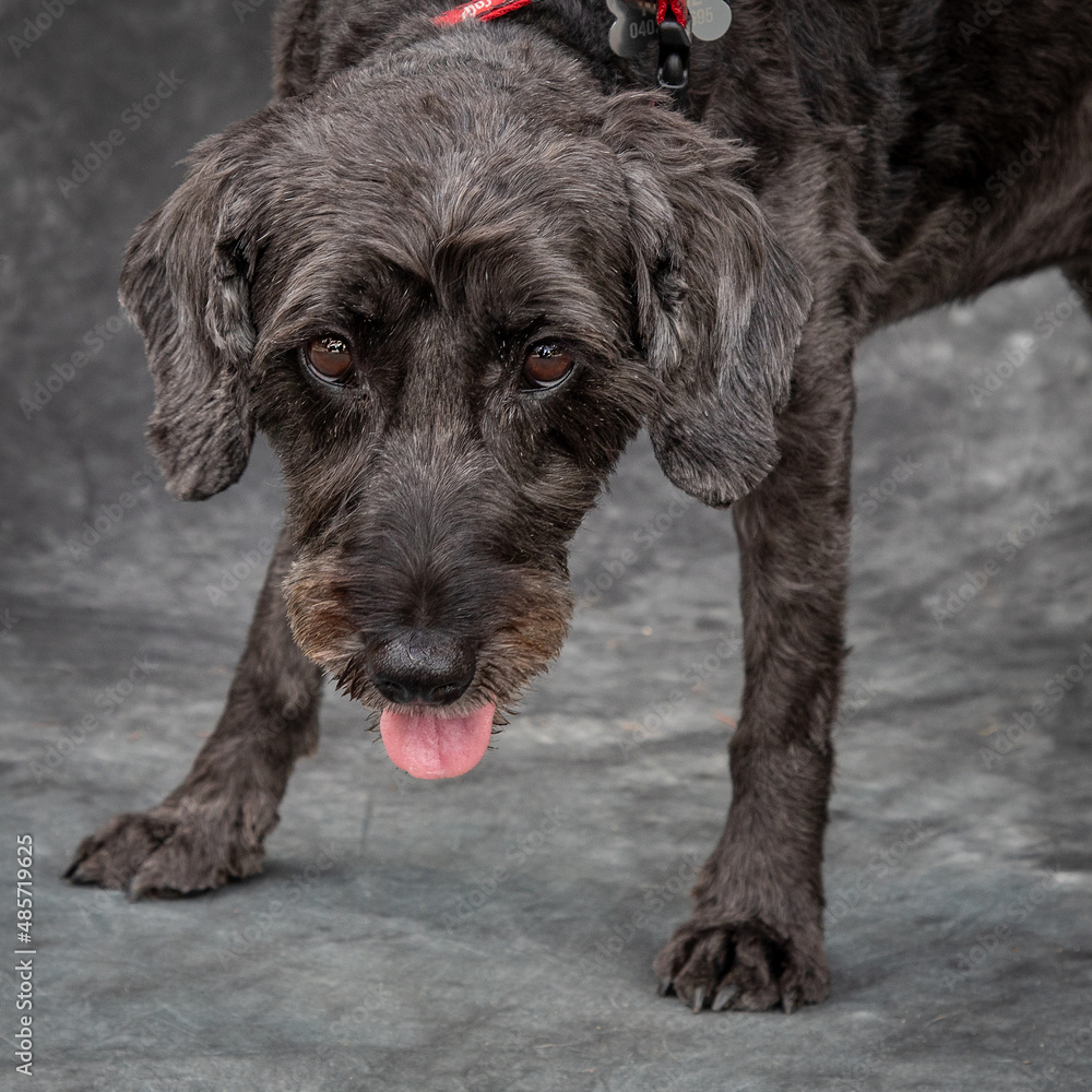 A beautiful grey mixed breed, female dog.
