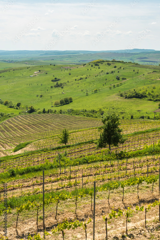 Vineyards at a winery near Brasov, Transylvania, Romania