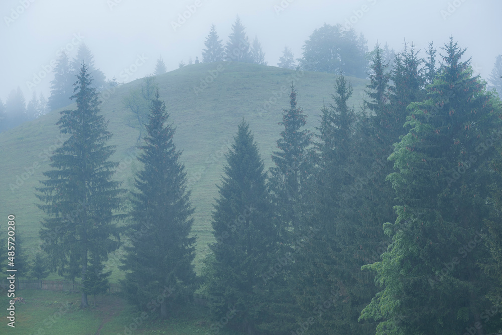 Misty Romanian forest landscape around Sucevita Monastery, Bukovina Region, Romania, background with copy space