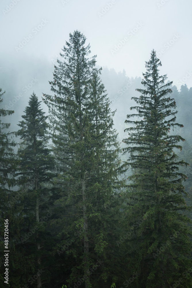 Misty Romanian forest landscape around Sucevita Monastery, Bukovina Region, Romania, background with copy space