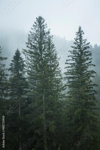 Misty Romanian forest landscape around Sucevita Monastery  Bukovina Region  Romania  background with copy space