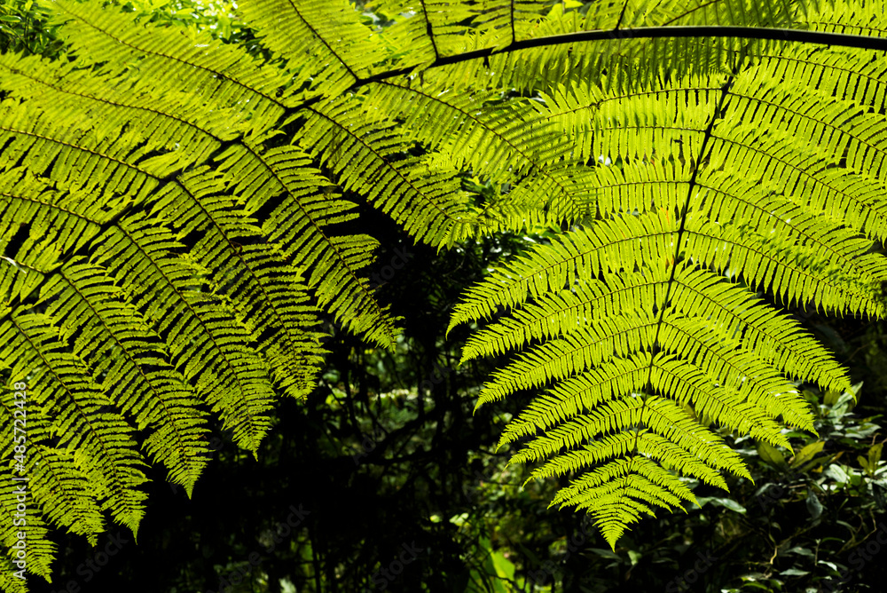Fototapeta premium Close up detail of a fern in the rainforest in Arenal Volcano National Park, Alajuela Province, Costa Rica, Central America