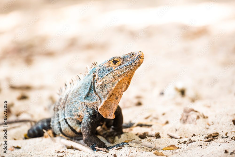 Black Spiny Tailed Iguana Lizard (Ctenosaura similis), Manuel Antonio National Park Beach, Pacific Coast, Costa Rica Black Spiny Tailed Iguana Lizard (Ctenosaura similis), Manuel Antonio National Park Beach, Pacific Coast, Costa Rica