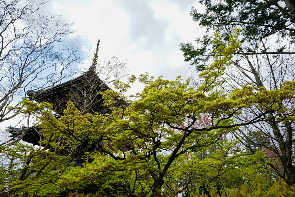 Fototapeta premium 真如堂の新緑風景