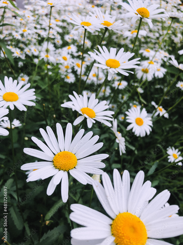 Fototapeta premium daisies in a field