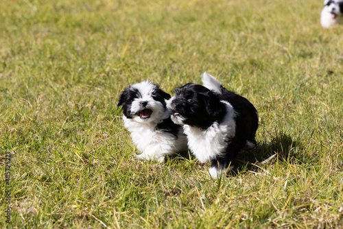 Eight week old Havanese puppy playing