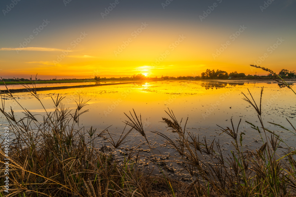 Scenic view landscape of grass flower field green grass with field cornfield or in Asia country agriculture harvest with fluffy clouds blue sky sunset evening background.