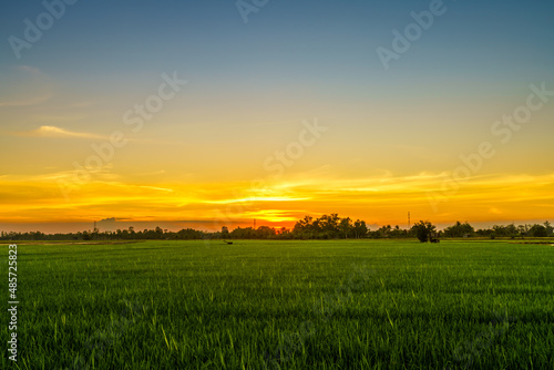Scenic view landscape of Rice field green grass with field cornfield or in Asia country agriculture harvest with fluffy clouds blue sky sunset evening background. © Thinapob