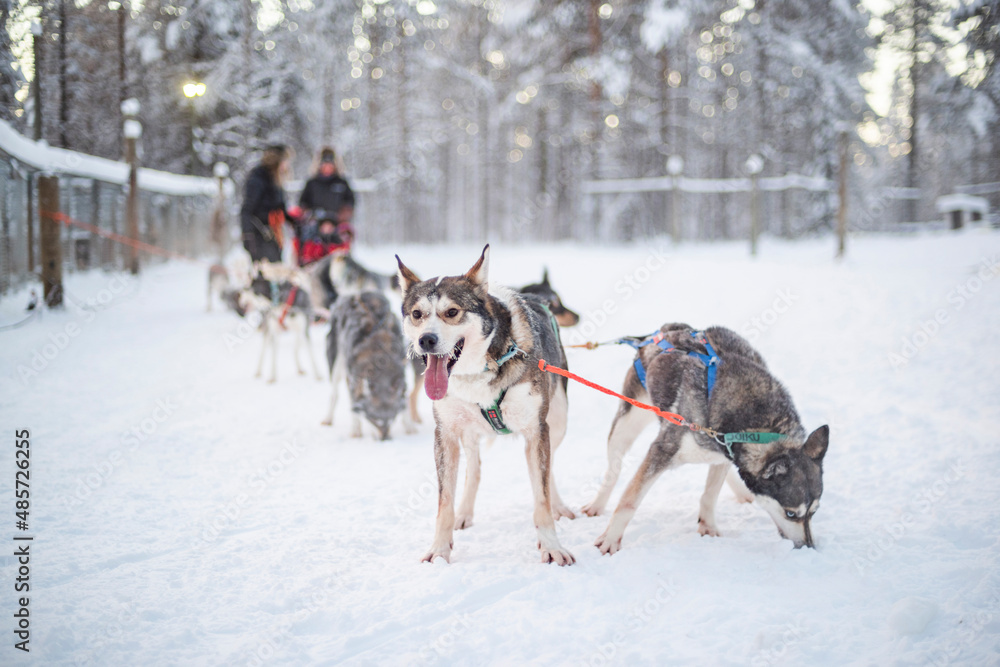 Husky sledding, Torassieppi, Lapland, Finland Husky sledding, Torassieppi, Lapland, Finland