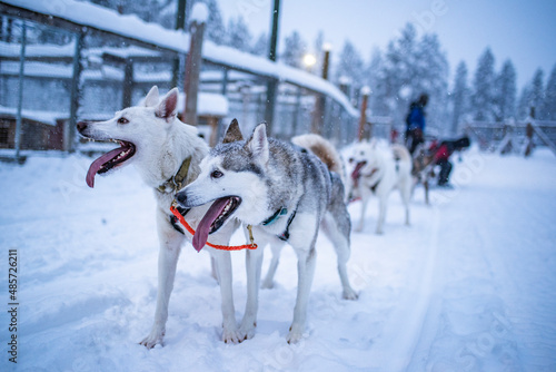 Tableau sur toile Huskies excited to be on a husky dog sledding adventure in the cold snow covered