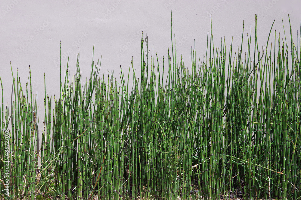 Green horsetail reed planted in front of a light colored building Green horsetail reed planted in front of a light colored building