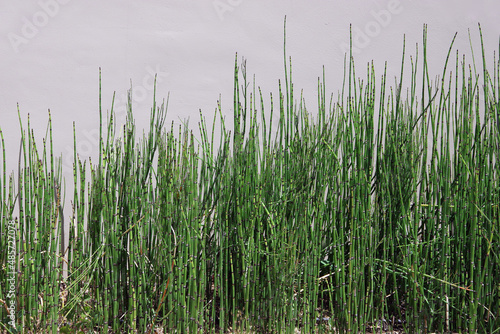 Green horsetail reed planted in front of a light colored building