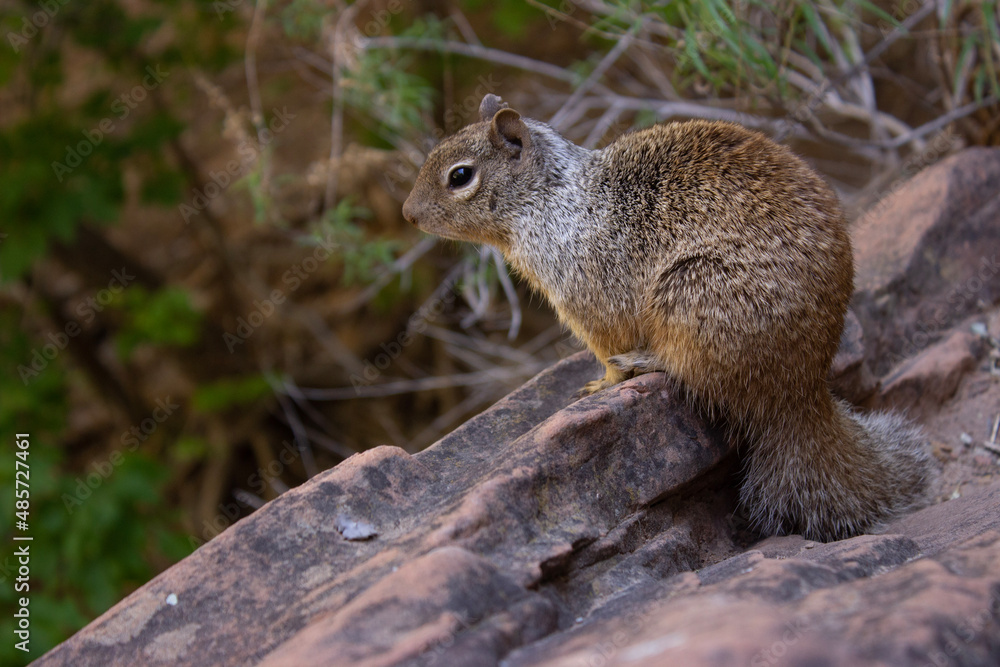 squirrel on a tree squirrel on a tree
