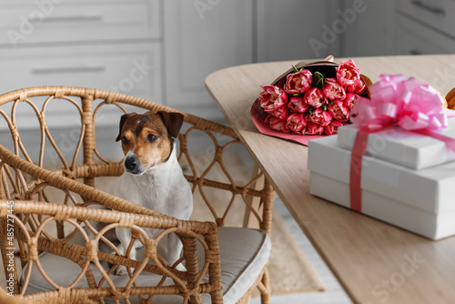 Jack Russel dog in chair an...