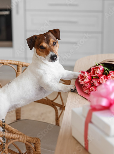 Jack Russel dog in chair an...