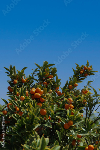 Low angle view of a bearing Kumquat tree under blue sky