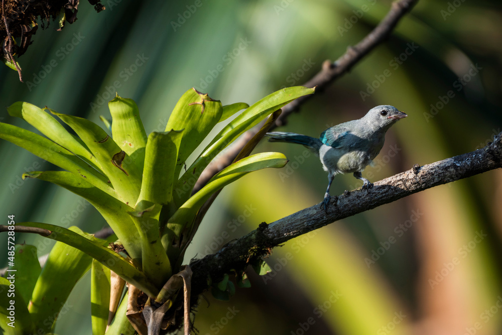 Fototapeta premium Blue Gray Tanager (Thraupis Episcopus), Boca Tapada, Alajuela Province, Costa Rica