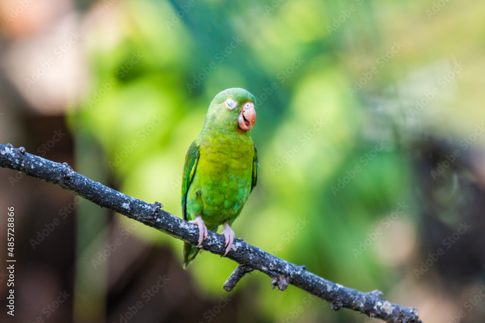Orange Chinned Parakeet (Brotogeris Jugularis), Boca Tapada, Alajuela Province, Costa Rica Orange Chinned Parakeet (Brotogeris Jugularis), Boca Tapada, Alajuela Province, Costa Rica