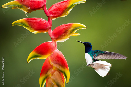 White-necked Jacobin (Florisuga mellivora aka Collared Hummingbird) Boca Tapada, Alajuela Province, Costa Rica