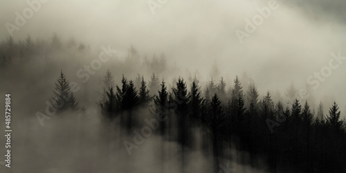 Misty forest landscape in the Scottish mountains at Ben Lomond, Loch Lomond and the Trossachs National Park, Scotland, United Kingdom, Europe