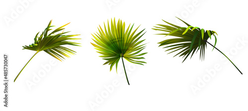 Set of  green palm leafs isolated on white background.