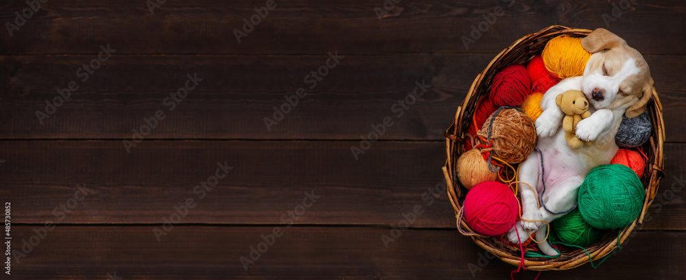 A cute beagle puppy lying in a wicker basket with knitting balls and hugging a teddy bear on a dark wooden background. Top view. Panoramic image for banner