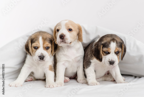 Three beagle puppies sitting under a blanket at home on the bed