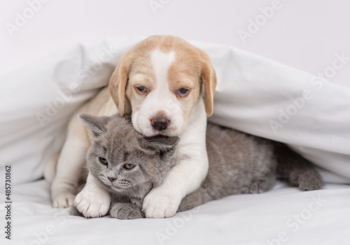 Beagle puppy hugging gray british kitten under white blanket at home in bedroom