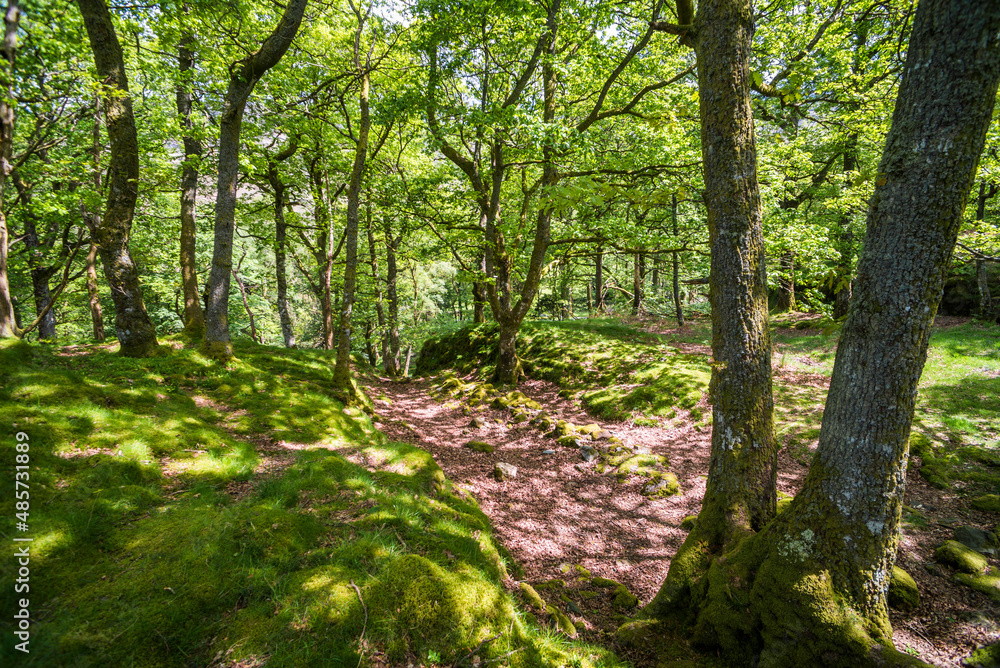 Forest at Derwent Water showing a woodland landscape in the Lake District, Cumbria, England, UK, Europe