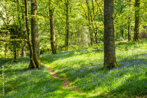 Bluebell woods landscape at Derwent Water, Lake District scenery, Cumbria, England, UK, Europe