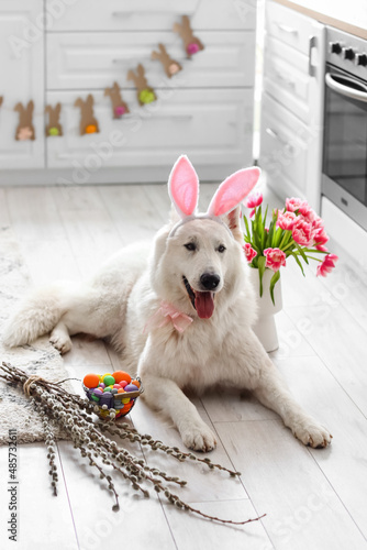 Cute dog with bunny ears, f...