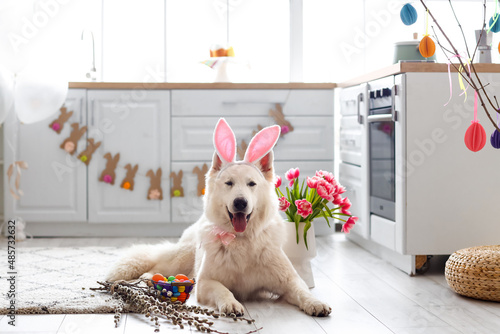 Cute dog with bunny ears, f...