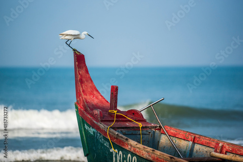 Little Egret (Egretta Garzetta), Kappil Beach, Varkala, Kerala, India photo