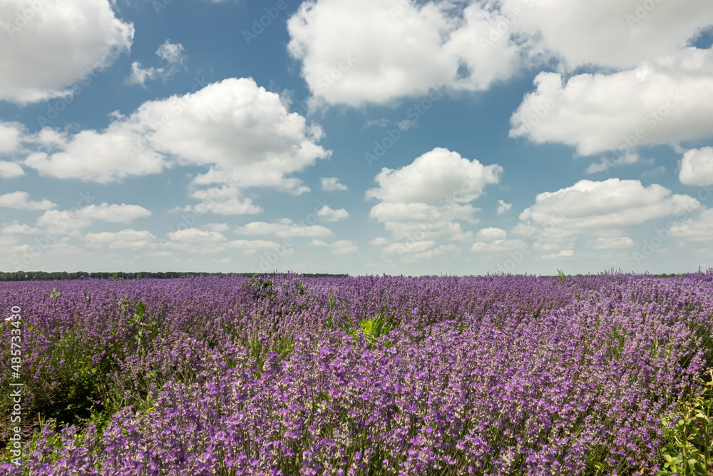 Beautiful landscape with lavender field, cloudy sky Beautiful landscape with lavender field, cloudy sky