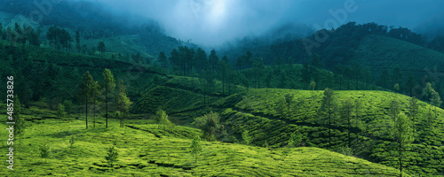 Tea plantations in the mountains landscape of India  Munnar  Western Ghats Mountains  Kerala