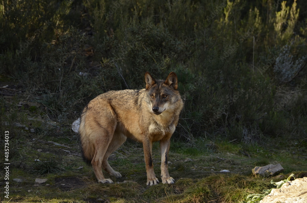 Obraz premium gray wolf lupus