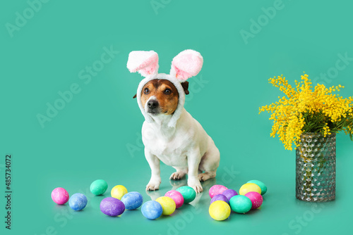 Cute Jack Russel terrier wi...