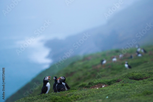 Puffins at the Wick, Skomer Island, Pembrokeshire Coast National Park, Wales, United Kingdom, British wildlife background with copy space photo